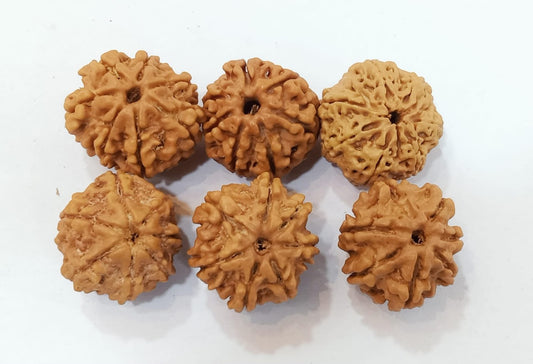 Nepal Rudraksha 7 mukhi (Natural)