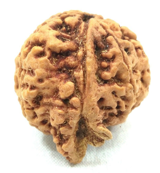 Ganesh 5 Mukhi Nepal Rudraksha